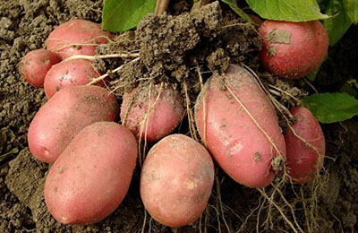 сорт рожевої картоплі
