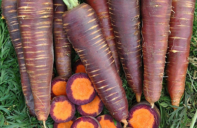 пурпурная морковь