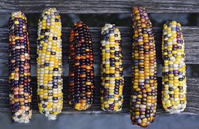 разноцветная кукуруза разноцветная кукуруза