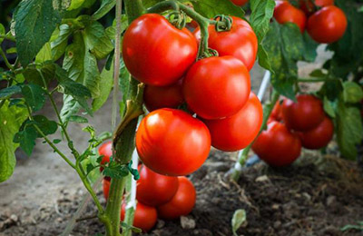 плоди томатів