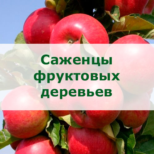 предзаказ весенних товаров - фруктовые