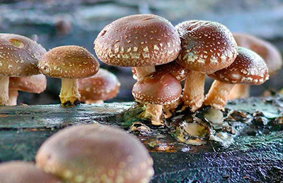 коричневі гриби