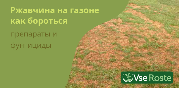 Ржавчина на газоне