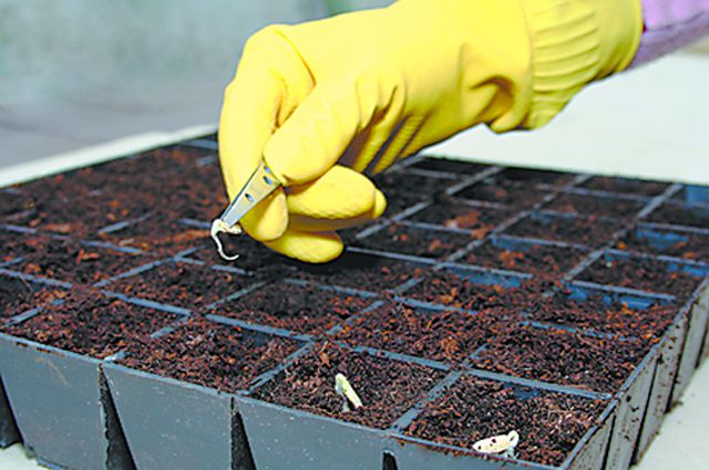 Секрети вибору насіння для розсади