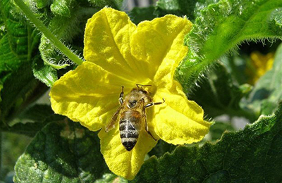 бджола на квітці огірка