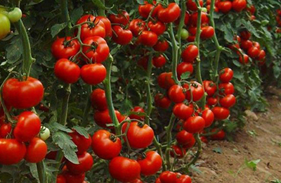 кусты томатов