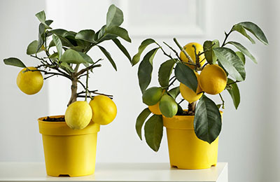 два лимонних деревця