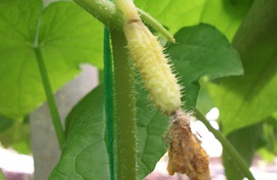 желтая завязь огурцов