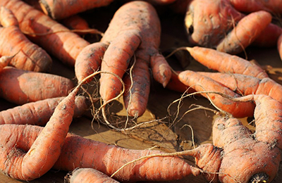 корявая морковь