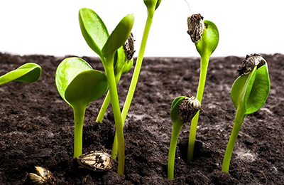 всходы семян рассада