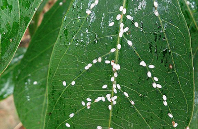 белые личинки на листке