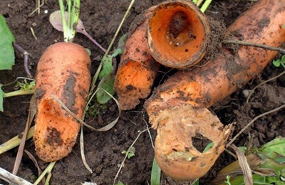 изгрызенная вредителями морковь