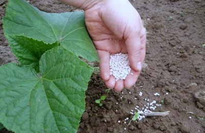 подпитки огурцов