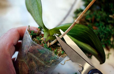 обрезка орхидей