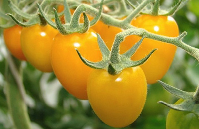 желтые томаты