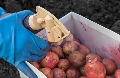 опрыскивание посадочного картофеля