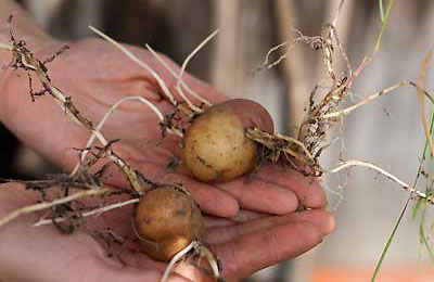 картофель повреждена корень
