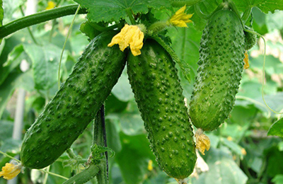 огурцы на кусте