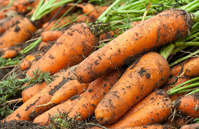 ровная большая морковь