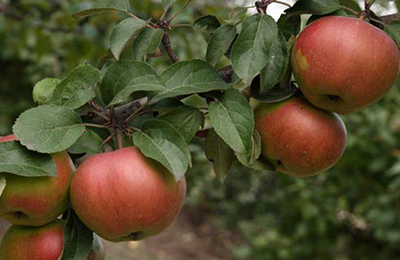 плоды яблок