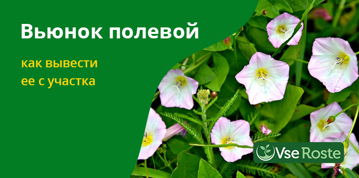 Вьюнок полевой: как вывести ее с участка