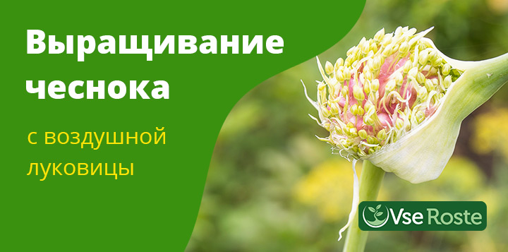 Выращивание чеснока из воздушной луковицы