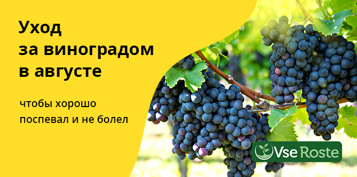Уход за виноградом в августе: чтобы хорошо поспевал и не болел