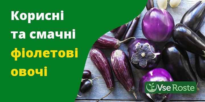 Корисні і смачні фіолетові овочів