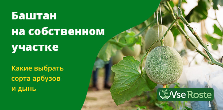 Баштан на собственном участке: какие выбрать сорта арбузов и дынь