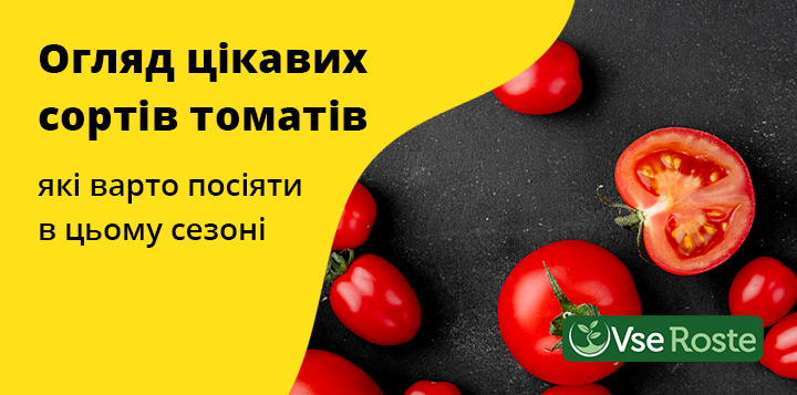 Огляд цікавих сортів томатів, які варто посіяти в цьому сезоні
