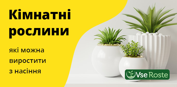 Кімнатні рослини, які можна виростити з насіння