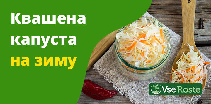 Квашеная капуста на зиму