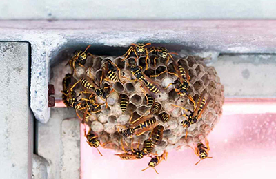 осине гніздо