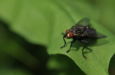 муха на листку