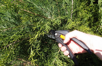 обрізка туй