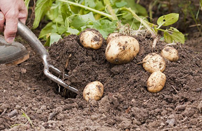 картопля в землі