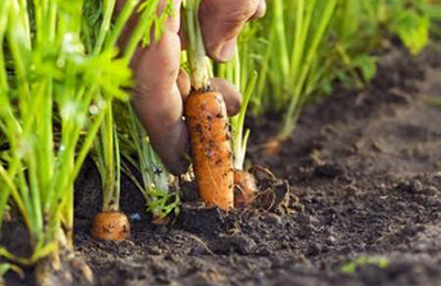 морква в землі