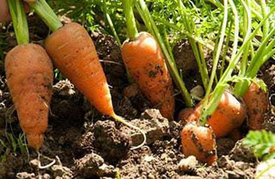 морква в земле