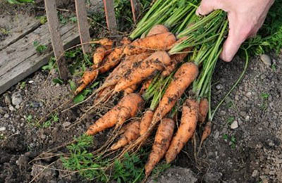 выкопка моркови