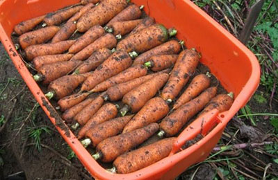 Кращий час для збору ранньої моркви
