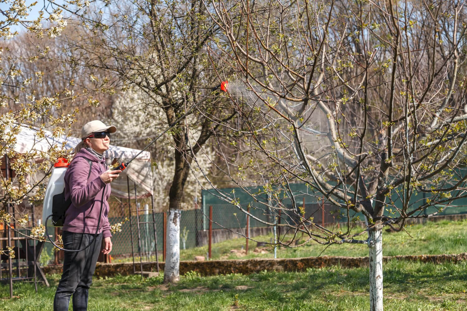 як обробляти сад весною