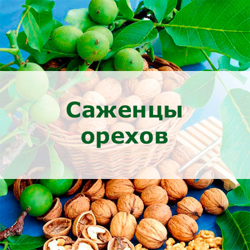 предзаказ весенних товаров - орехи