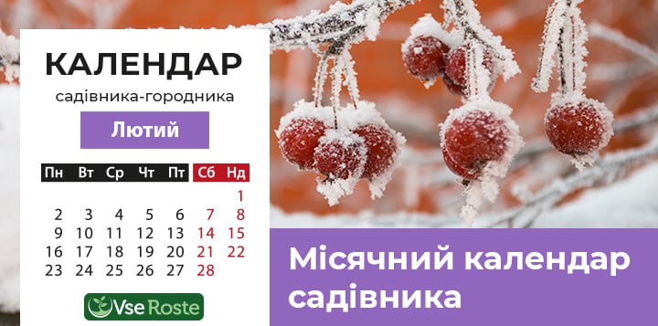 Місячний посівний календар садівника-городника на лютий 2026 року