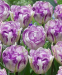 Тюльпан Shirley Double, 2 шт 0