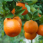 Мандарин Сатсума 1
