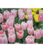 Тюльпан Априкот Делайт (Apricot Delight), 2 шт 1