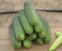 Огурец Аякс F1, 50 шт, Садыба 0
