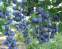Лохина (чорниця садова) Блю Кроп, 1 рік 0