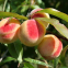 Персик Червневий Ранній 0
