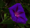 Ипомея Пурпурно-черная, 0,5 г Садиба Центр 1